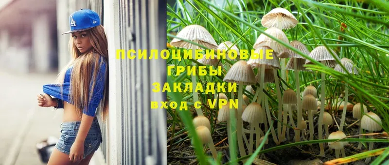 хочу наркоту  Киржач  Галлюциногенные грибы Magic Shrooms 